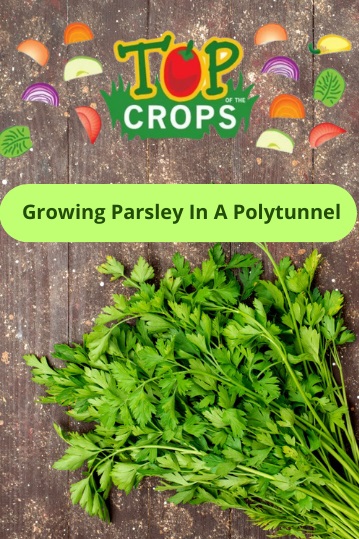 growing parsley in a polytunnel