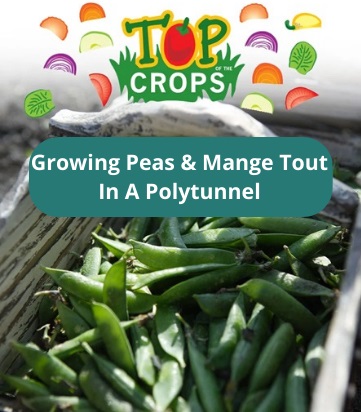 growing peas in a polytunnel