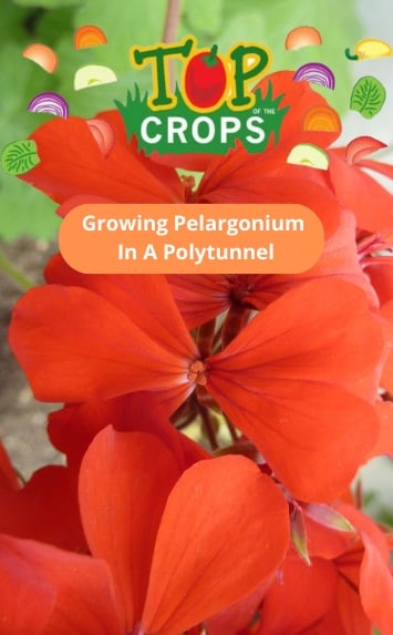 growing pelargonium in a polytunnel in the UK