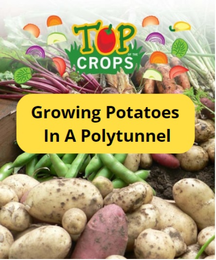 growing potatoes in a polytunnel
