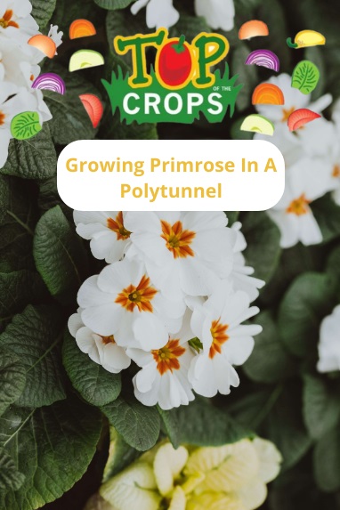 growing primrose in a polytunnel