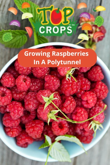 growing raspberries in a polytunnel