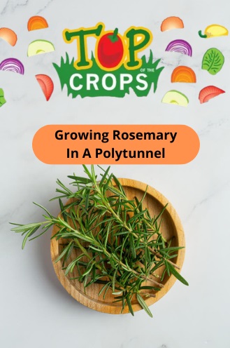 growing rosemary in a polytunnel UK