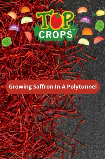 growing saffron in a polytunnel in the UK