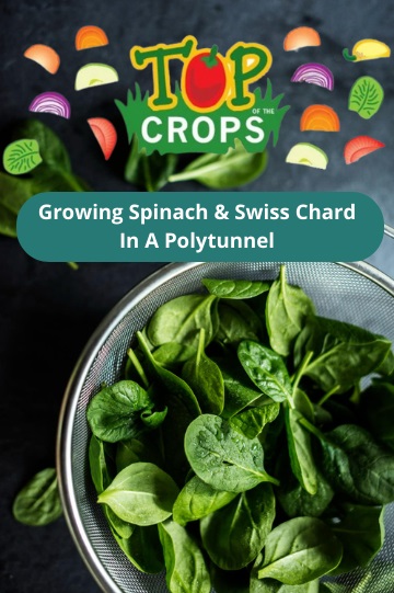 growing spinach and swiss chard in a polytunnel UK