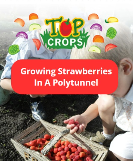growing strawberries in a polytunnel