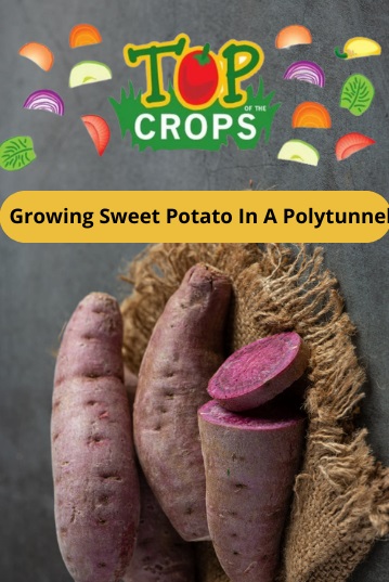 growing sweet potato in a polytunnel