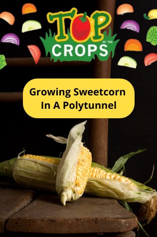 growing sweetcorn in a polytunnel