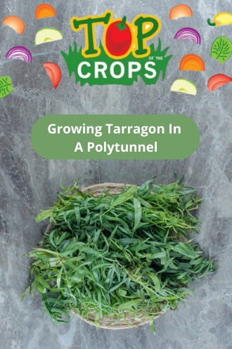 growing tarragon in a polytunnel