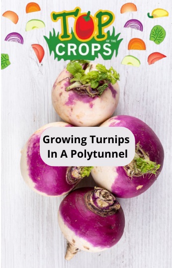 growing turnips in a polytunnel