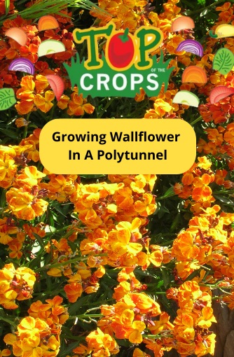growing wallflower in a polytunnel