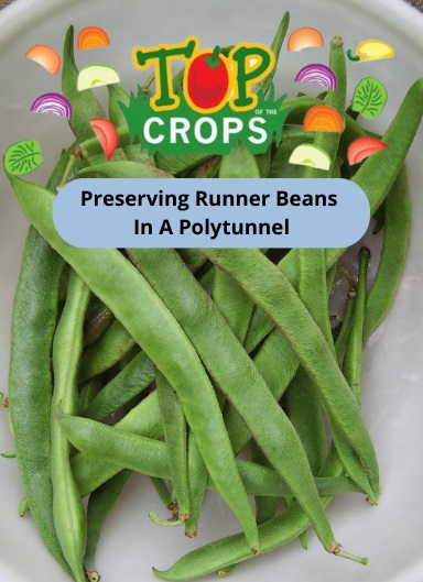 preserving runner beans in a polytunnel in the UK
