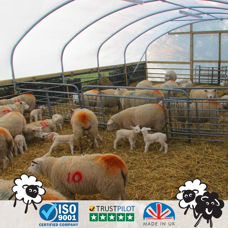 Sheep Shelters, Poly tunnel Sheep Shelter First Tunnels