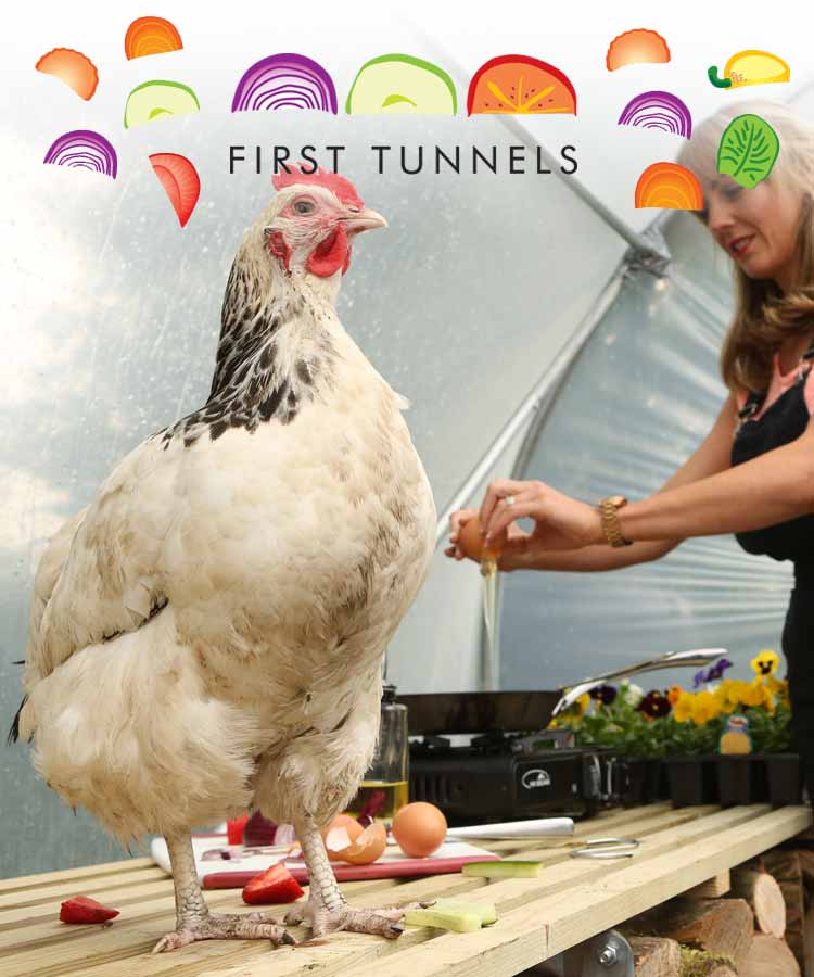 chicken in a polytunnel