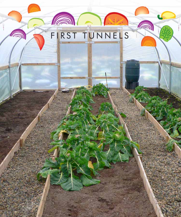 flowerbeds in a polytunnel