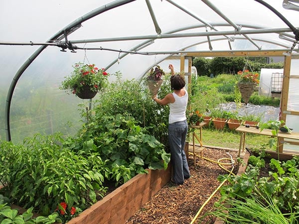 Image of Aster and beans companion vegetables