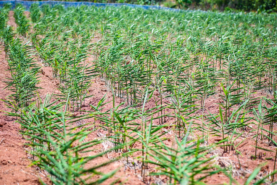 growing ginger at home