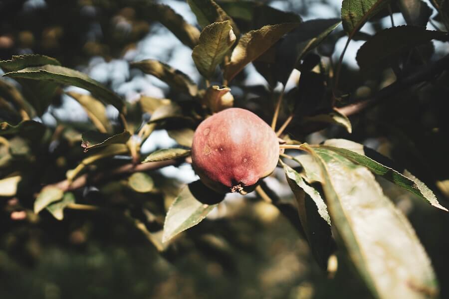 growing pomegranate trees in a garden