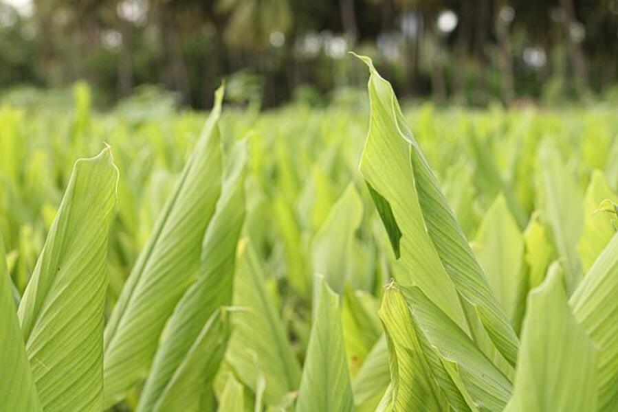 growing turmeric plants in a garden