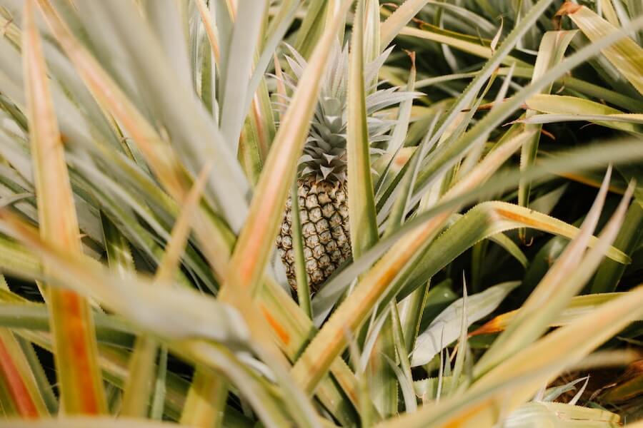 pineapple-plant