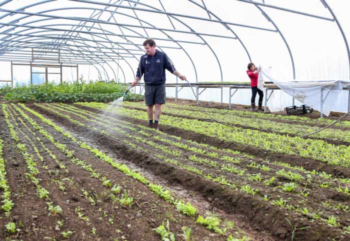 watering polytunnel crops