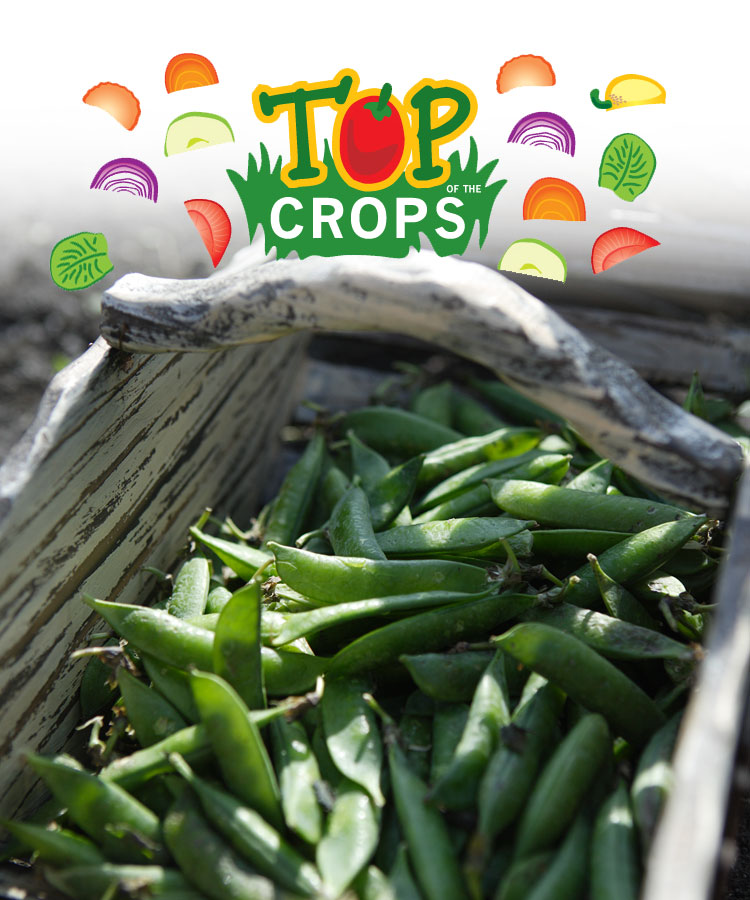 Peas