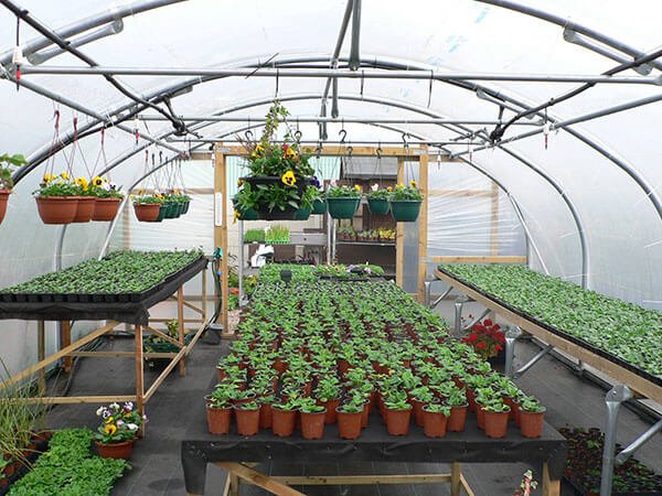 Polytunnels