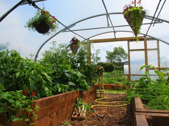 A Polytunnel in June