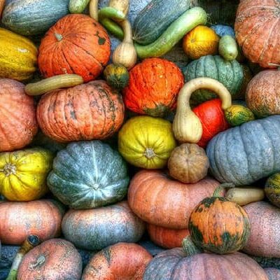 different varieties of pumpkins