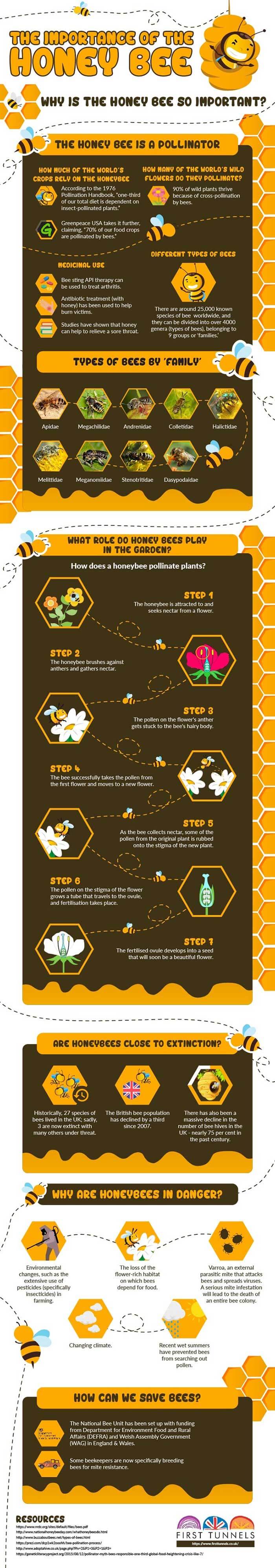 The Importance Of The Honey Bee (Infographic)