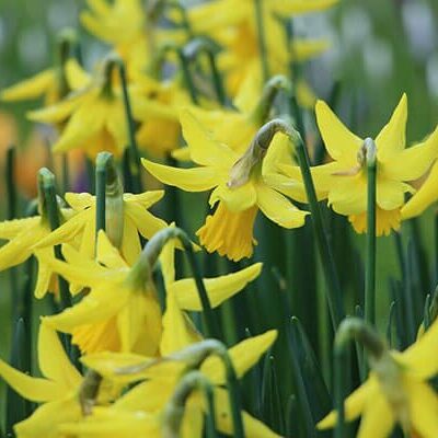 daffodils