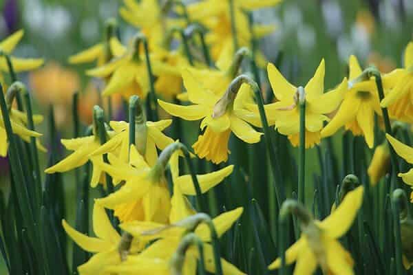 daffodils