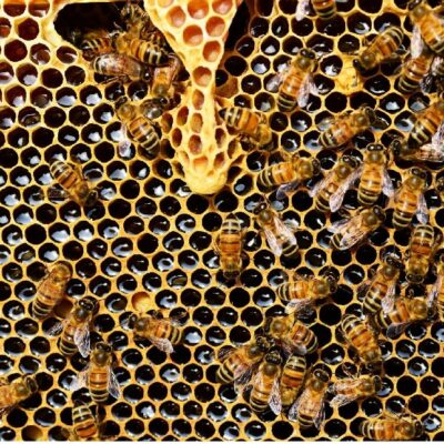 honey bees on a hive
