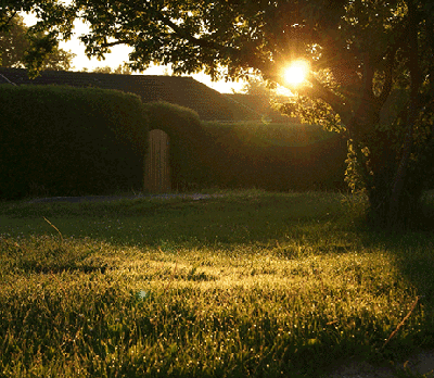 a bare garden in need of garden makeover ideas