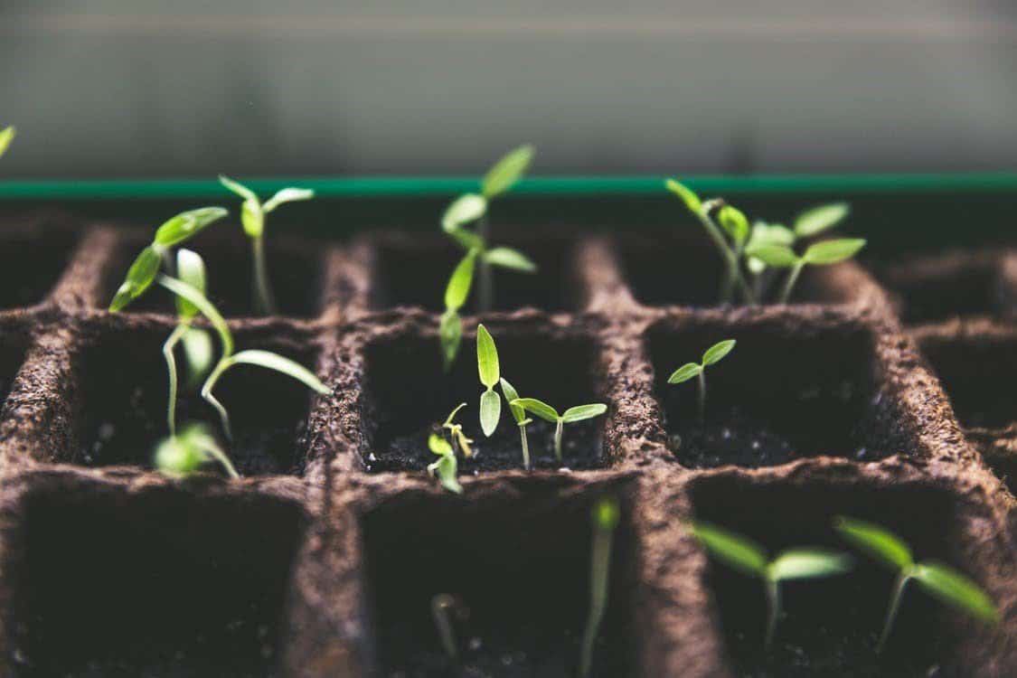 what can you grow in a polytunnel