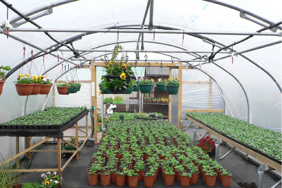 polytunnel full of seedlings and flowers