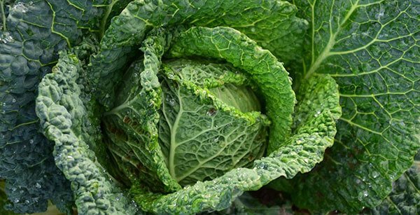 close up of a green cabbage