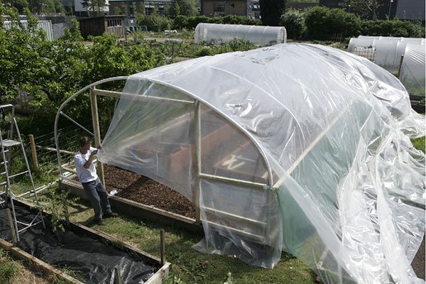 polythene cover being pulled onto a polytunnel frame
