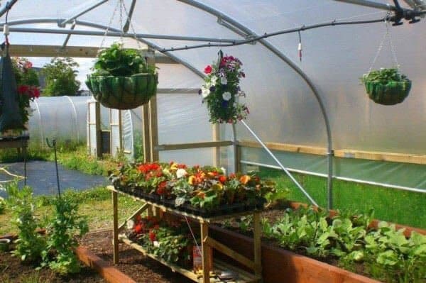 opening the door to keep cool in a polytunnel