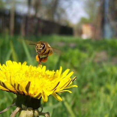 bee hovering above a dandelion