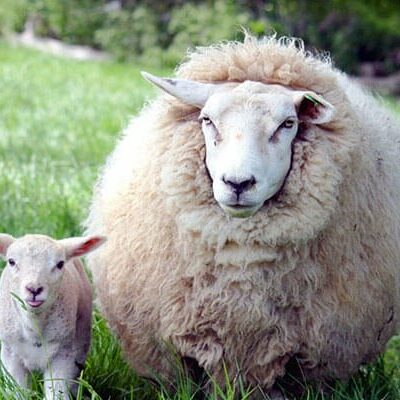 sheep standing next to a lamb