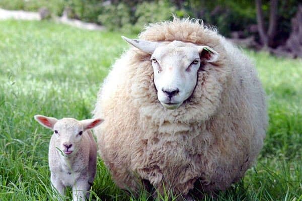 sheep standing next to a lamb