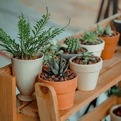 pots of succulents on wooden trestle staging