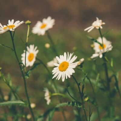 chamomile flowers
