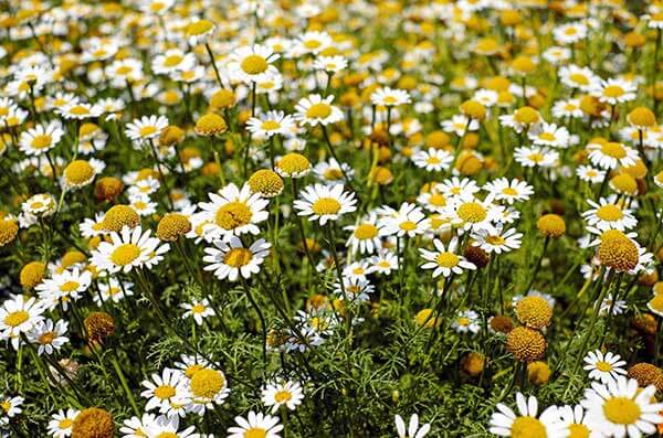 chamomile flowers