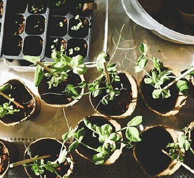 young seedlings in cardboard pots