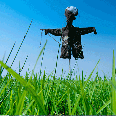 scarecrow in a field