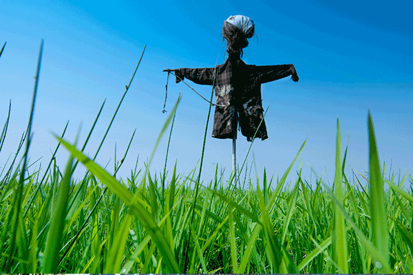 scarecrow in a field