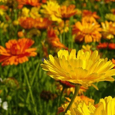 field of plants that flower in July