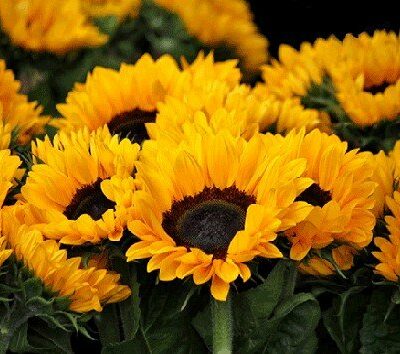 sunflowers